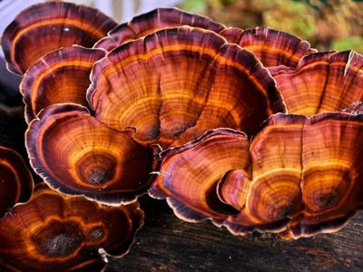Raw Reishi mushroom