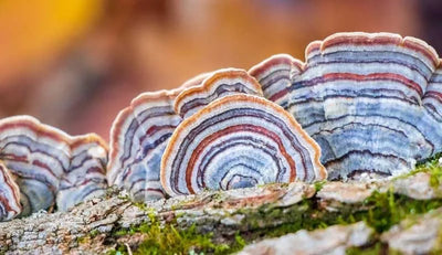 Raw Turkey Tail clusters
