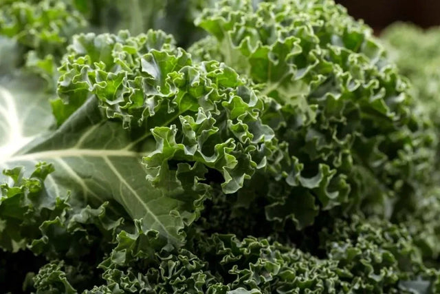 Curly kale, a natural B6 source